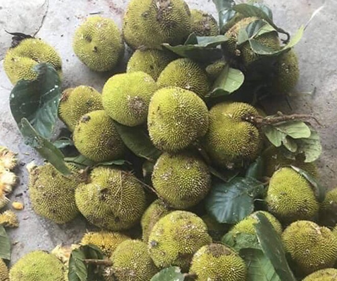 Loại quả xưa chín rụng không ai ngó ngàng, nay thành đặc sản mùa hè có vị chua ngọt hấp dẫn, 90.000 đồng/kg - 1