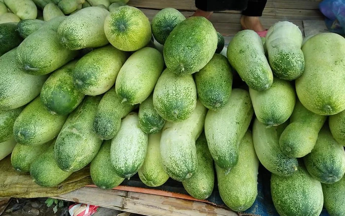 Dưa mèo có vào mùa hè. Mùa thu hoạch bắt đầu từ tháng 6, kéo dài đến khoảng cuối tháng 7, đầu tháng 8 là hết vụ.