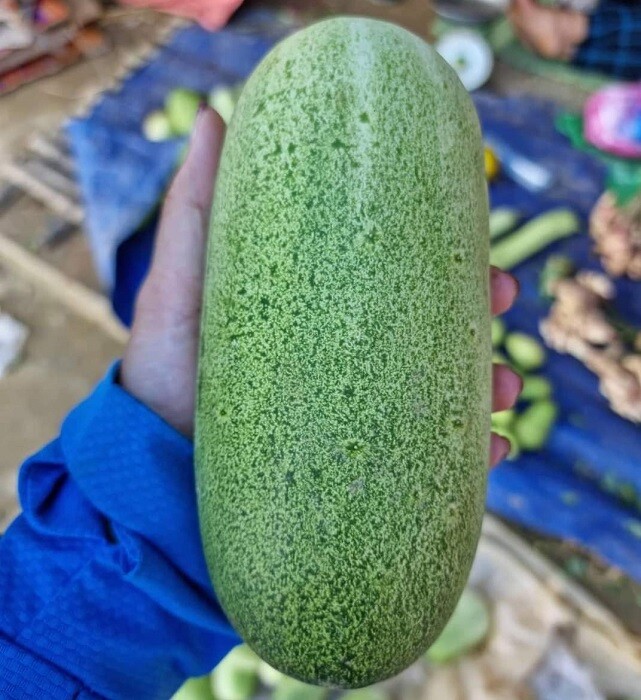 Dưa mèo giòn, ngọt mát, được bà con vùng cao trồng trên nương rẫy