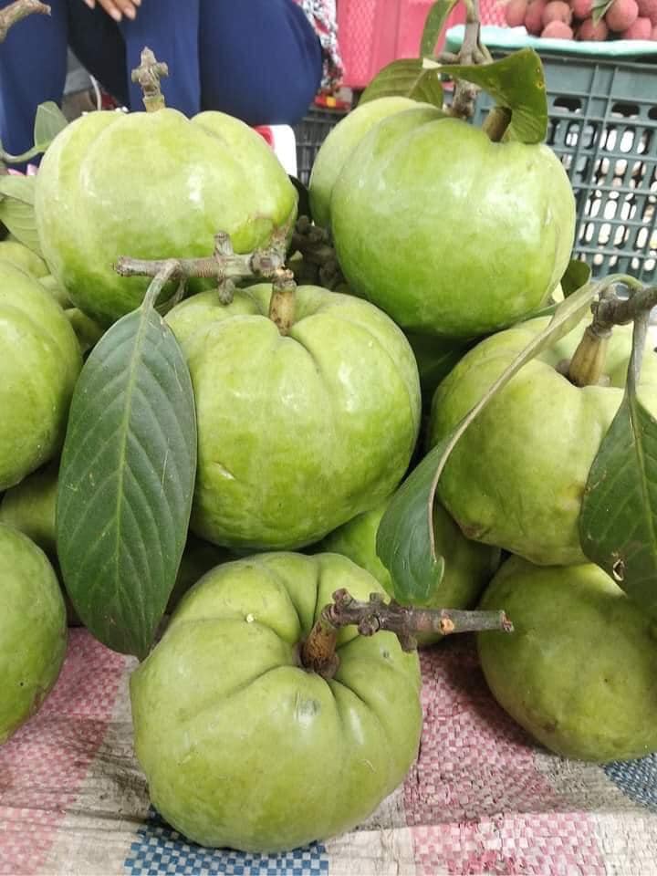 Quả tai chua hiện nay được bán ở chợ và trên chợ mạng, nhiều người tìm mua về để làm gia vị chế biến món ăn