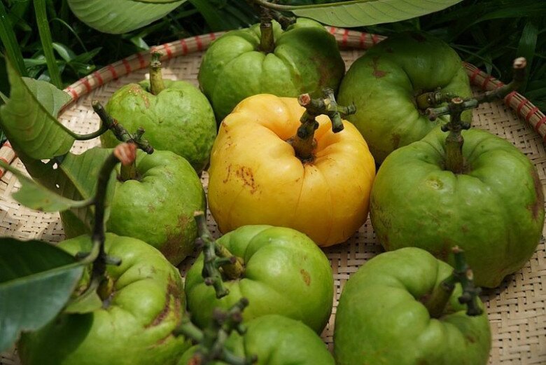 Quả tai chua có vẻ bề ngoài rất giống với quả ổi nên nhìn lần đầu chắc chắn nhiều người sẽ nhầm lẫn
