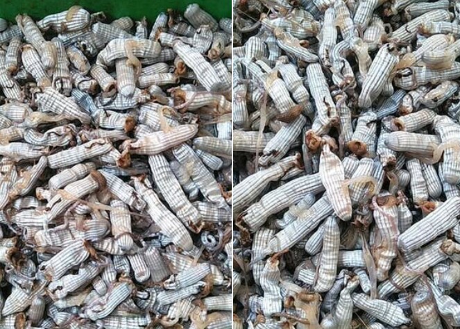 Khác với sá sùng, sâu đất chỉ ăn lúc tươi chứ không phơi khô