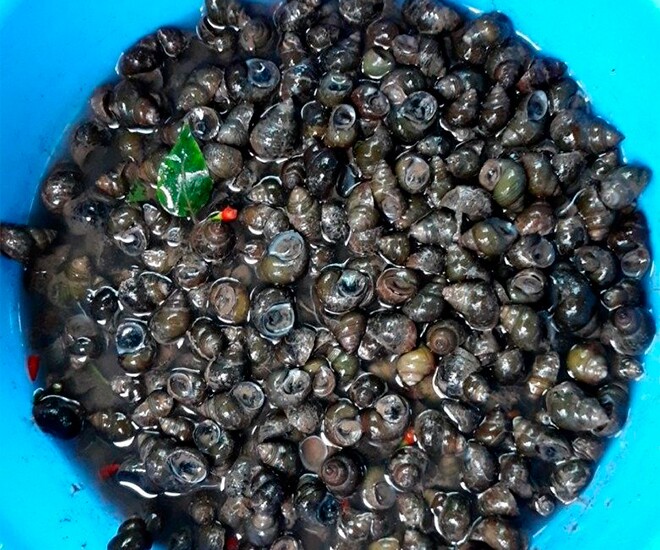 amp;#34;Lộc trờiamp;#34; ở bờ mương xưa không ai ngó ngàng, nay đến mùa dân đi bắt về thành đặc sản hương vị lạ, 120.000 đồng/kg - 1