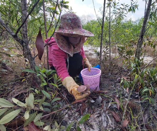 Nấm tràm xuất hiện sau những cơn mưa