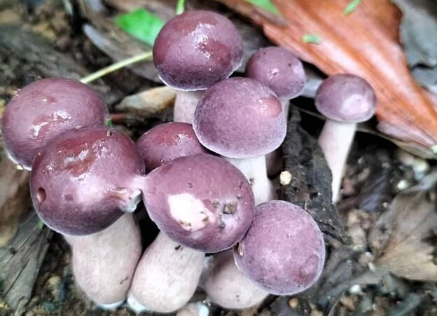 Mỗi năm chỉ có hai đợt hái nấm ngắn ngủi vào khoảng tháng 4 và tháng 8 âm lịch