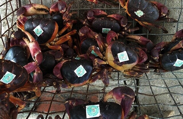 amp;#34;Lộc trờiamp;#34; xuất hiện trong hang đá ở Quảng Nam, xưa không ai biết nay thành đặc sản lạ, dân rọi đèn pin bắt về bán 900.000 đồng/kg - 2