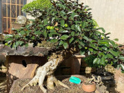 Tin tức - Cây ăn quả ở quê "lên chậu" thành bonsai đẹp lạ, mang ý nghĩa phong thủy đặc biệt, có cây 3 tỷ đồng