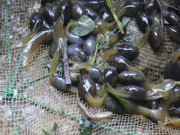 Tiêu dùng - Đặc sản chỉ có ở Thanh Hoá nhìn "sợ khiếp vía", xưa không ai ngó ngàng nay dân thành phố săn lùng, 70.000 đồng/kg