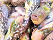 Tiêu dùng - Đặc sản nhìn "sợ khiếp vía", xưa không ai ngó ngàng nay được dân thành phố ưa chuộng vì hương vị lạ, 160.000 đồng/kg