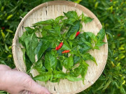 Lifestyle - Loại lá toả mùi thơm đặc biệt, xưa rụng đầy không ai ngó ngàng nay thành món đặc sản khoái khẩu, ai cũng mê