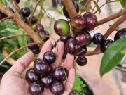 Tin tức - Cây cho quả độc lạ, đen sì ở thân lên chậu thành bonsai, mang ý nghĩa phong thuỷ, nhiều người săn lùng về trồng