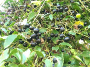 Tiêu dùng - Loại quả dại xưa rụng đầy không ai ngó ngàng, nay thành đặc sản dân thành phố tranh nhau mua vì hương vị lạ, 80.000 đồng/kg