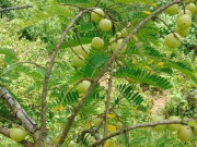 Lifestyle - Loại quả xưa rụng đầy không ai ngó ngàng, nay thành đặc sản có hương vị lạ người thành phố ưa chuộng, ai ăn cũng mê