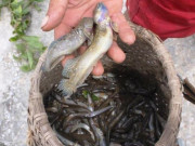 Tiêu dùng - Đặc sản chỉ có ở Thanh Hóa nghe tên rất lạ, xưa cho lợn gà ăn nay thành món khoái khẩu ở thành phố, 300.000 đồng/kg