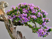 Tiêu dùng - Cây dại nở hoa toả mùi thơm nức mũi lên chậu thành bonsai, mang lại tiền tài và phú quý, giá đắt đỏ vẫn được "săn lùng"