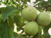 Sức khỏe - Loại quả xưa không ai ngó ngàng, nay thành đặc sản nổi tiếng ở thành phố được ví như "kho báu", tốt cho sức khỏe