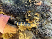 Tin tức - "Lộc trời" bám vào gành đá, mỗi năm chỉ có một mùa, dân đi bắt về bán 200.000 đồng/kg thành đặc sản có hương vị lạ