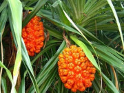 Sức khỏe - Quả dại xưa chín rụng đầy không ai ngó ngàng, nay thành đặc sản có hương vị lạ ở thành phố được ưa chuộng, tốt cho sức khỏe