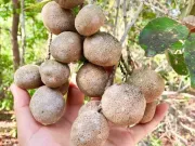 Lifestyle - Loại quả toả mùi thơm đặc biệt xưa rụng đầy không ai ngó ngàng, nay thành đặc sản ở thành phố, ai cũng mê