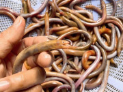 Tiêu dùng - "Lộc trời" ở Quảng Nam chui lên từ bùn đất, xưa không ai biết đến nay thành đặc sản lạ, dân bắt về bán 700.000 đồng/kg