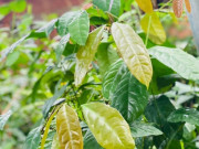 Lifestyle - Loại lá mọc bờ rào có tên vô cùng lạ, nay thành đặc sản người thành phố tranh nhau mua, hương vị đặc biệt
