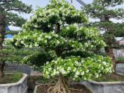 Tin tức - 3 loại cây dại trồng làm hàng rào ở quê nay "lên chậu" thành bonsai đẹp lạ, mang lại nhiều phước lành, có cây giá 2 tỷ đồng