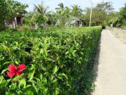 Tiêu dùng - Cây dại mọc hàng rào xưa không ai ngó ngàng, nay thành đặc sản dân thành phố tranh nhau mua vì hương vị lạ, 50.000 đồng/kg