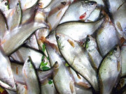 Sức khỏe - Đặc sản xưa cho lợn gà ăn nay thành món khoái khẩu trong nhà hàng, giá tới 300.000 đồng/kg, tốt cho sức khỏe
