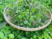 Sức khỏe - Cây dại quanh bờ rào được ví như "nhân sâm, thuốc bổ", nay thành đặc sản làm đủ món ngon, tốt cho sức khoẻ