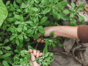 Tiêu dùng - Cây dại mọc bờ bụi xưa cho gà ăn, nay thành đặc sản người thành phố tranh nhau mua vì hương vị lạ, 80.000 đồng/kg