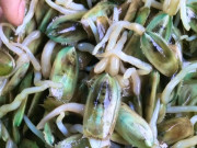 Tiêu dùng - Đặc sản Hải Phòng chui lên từ bùn đất, xưa không ai ngó ngàng nay dân thành phố ưa chuộng vì hương vị lạ, 150.000 đồng/kg