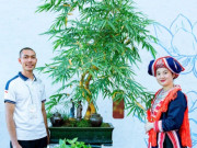 Tin tức - 9X Bắc Giang biến cây dại mọc bờ bụi ở làng quê thành kiệt tác bonsai, có cây khách trả 500 triệu vẫn chưa đồng ý bán