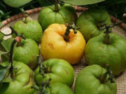 Tiêu dùng - Loại quả xưa không ai ngó ngàng, nay thành đặc sản mùa hè dân thành phố tranh nhau mua vì hương vị lạ, 180.000 đồng/kg