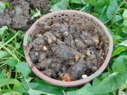 Sức khỏe - Đặc sản xưa mọc bờ bụi người nghèo ăn "cứu đói", nay thành món khoái khẩu ở thành phố vì hương vị lạ, tốt cho sức khỏe