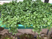 Bà bầu - Cây rau nước Mỹ chấm "10 điểm" có tác dụng ngăn ngừa dị tật thai nhi, tốt cho bà bầu
