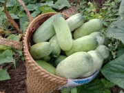 Tiêu dùng - Loại quả có tên rất lạ xưa không ai biết đến, nay thành đặc sản nổi tiếng được ưa chuộng vì hương vị đặc biệt, 40.000 đồng/kg