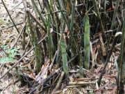 Tiêu dùng - Cây dại mọc đầy bờ bụi nay thành đặc sản dân thành phố ưa chuộng, không cần trồng vẫn thu hái quanh năm, 250.000 đồng/kg