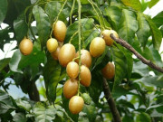 Bà bầu - Loại quả mẹ bầu nên ăn vào mùa hè: Xưa chín rụng đầy gốc nay thành đặc sản được ưa chuộng vì hương vị đặc biệt, giàu vitamin