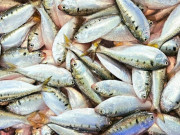 Tiêu dùng - Loài cá ở quê "tốt hơn cá hồi", xưa cho lợn ăn nay thành đặc sản nổi tiếng được người thành phố ưa chuộng, 70.000 đồng/kg