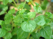 Bà bầu - Cây dại mọc bờ rào xưa không ai biết đến, giờ thành đặc sản có hương vị lạ giá 100.000 đồng/kg, tốt cho mẹ bầu