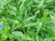 Tiêu dùng - Cây dại mọc bờ mương thành đặc sản, 70.000 đồng/kg được người thành phố ưa chuộng, trồng 35 ngày là thu hoạch
