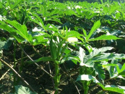 Bà bầu - Loại rau rẻ tiền có axit folic gấp 15 lần củ cải, được mệnh danh là "nhân sâm xanh", xào thịt thơm phức thành đặc sản tốt cho mẹ bầu