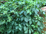 Tiêu dùng - Cây dại mọc khắp bờ bụi được ví như "nhân sâm rừng", nay thành đặc sản 70.000 đồng/kg, trồng một lần thu hoạch quanh năm