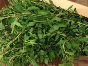 Tiêu dùng - Cây dại mọc bờ rào thành đặc sản, 75.000 đồng/kg người thành phố "săn lùng" vì hương vị đặc biệt, trồng một lần hái cả năm