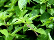 Tiêu dùng - Cây dại mọc bờ rào thành đặc sản mùa hè, 150.000 đồng/kg khách tranh nhau mua vì hương vị lạ, trồng 4 tháng cho thu hoạch