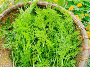 Sức khỏe - Cứ tưởng trồng chỉ để lấy củ không ngờ lá của cây này cũng là "kho báu", nay thành đặc sản có hương vị lạ, tốt cho sức khỏe