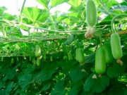 Sức khỏe - Loại quả leo bờ rào được ví như "thuốc bổ", xưa dành cho người nghèo nay thành đặc sản, tốt cho sức khoẻ
