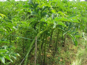 Sức khỏe - Cây này toàn thân đều ăn được, phần củ là kho dinh dưỡng làm đủ món đặc sản lạ miệng, tốt cho sức khoẻ