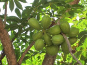 Sức khỏe - Thứ lấy từ trên cây xuống ví như "nhân sâm, thuốc bổ", thành đặc sản giải nhiệt mùa hè có giá 300.000 đồng/kg, tốt cho sức khỏe