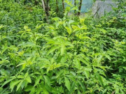 Tin tức - Nghề lạ ở Việt Nam: Mang cây dại được mệnh danh "nhân sâm rừng" về trồng, hái ngọn bán quanh năm thành đặc sản, nhiều người lãi to